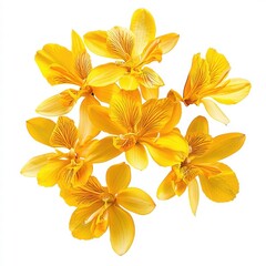 Bright Yellow Orchids Over White Background for Floral Display