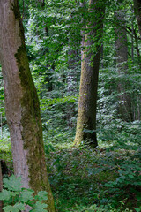 Obraz premium Moss wrapped part of broken hornbeam lying