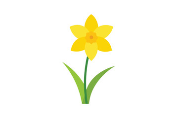 Fototapeta premium daffodils isolated on white background