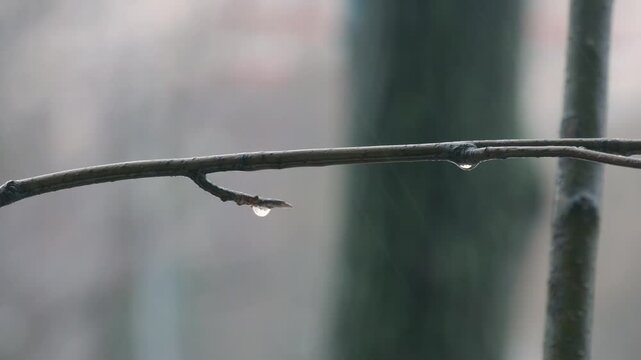 water drops on a branch