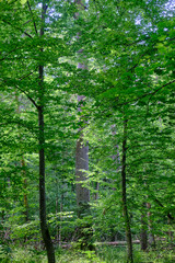 Fototapeta premium Shady mixed tree stand in morning