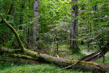 Moss wrapped part of broken hornbeam lying