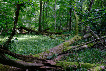 Moss wrapped part of broken hornbeam lying