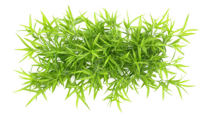 crab grass isolated onn transparent 