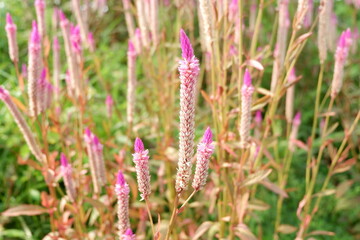 Numerous vibrant pink Celosia argentea flowers, also known as plumed cockscomb, growing in a natural setting.