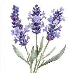 Naklejka premium Elegant Lavender Floral Watercolor Arrangement on White Background
