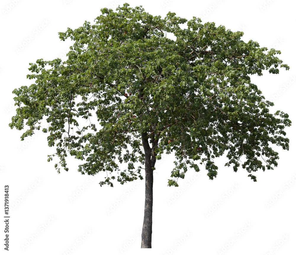 Poster high resolution single tree 