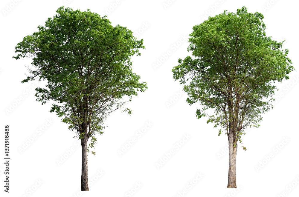 Poster Collection tree PNG transparent background easy to drag and drop to main project