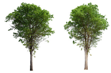 Collection tree PNG transparent background easy to drag and drop to main project