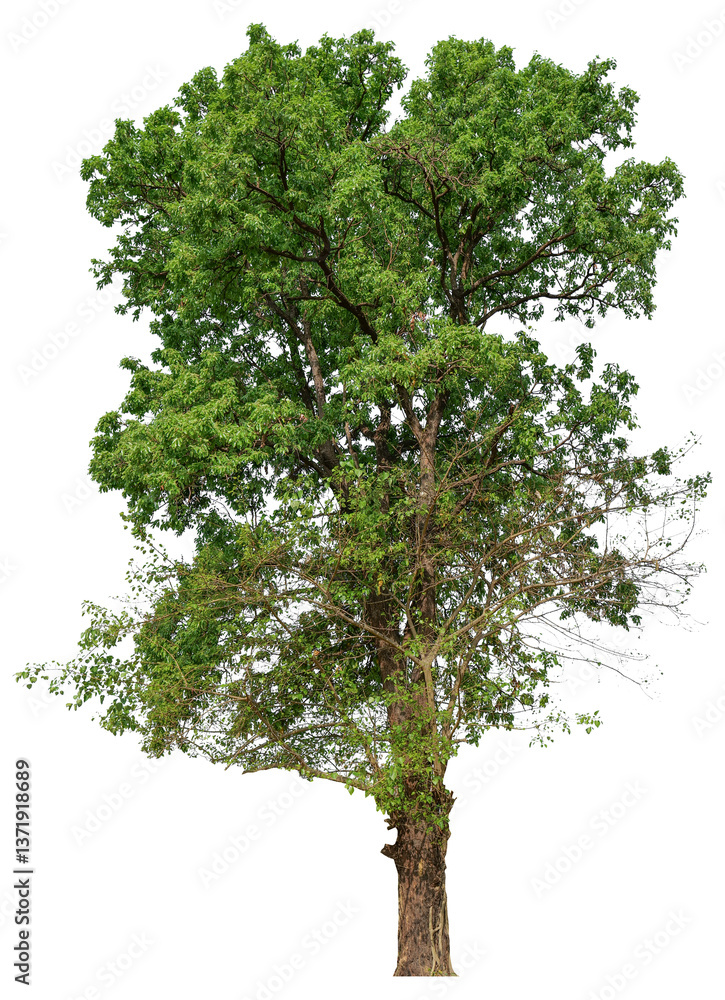 Poster high resolution single tree