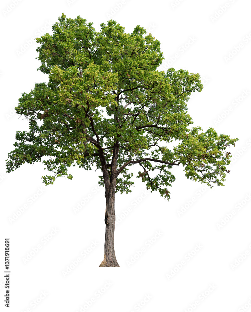Poster high resolution single tree 
