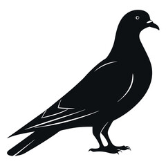 Black silhouette of pigeon with white background 