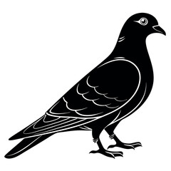 Black silhouette of pigeon with white background 