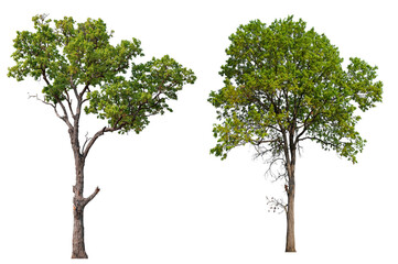 collection PNG transparent tree 