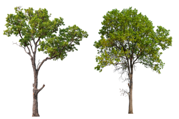 collection PNG transparent tree 