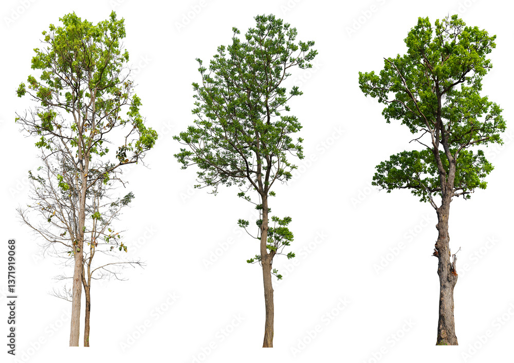 Poster Collection tree PNG transparent background easy to drag and drop to main project