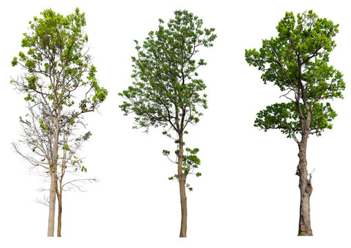 Collection tree PNG transparent background easy to drag and drop to main project