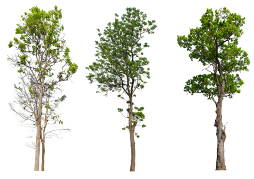 Collection tree PNG transparent background easy to drag and drop to main project