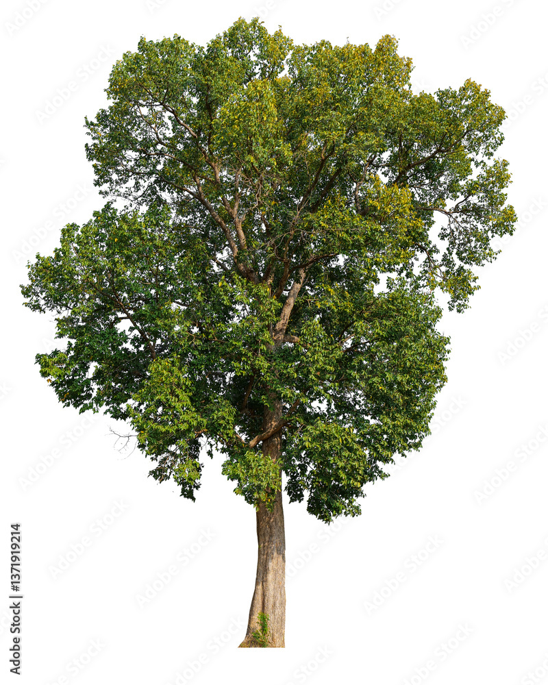 Poster high resolution single tree