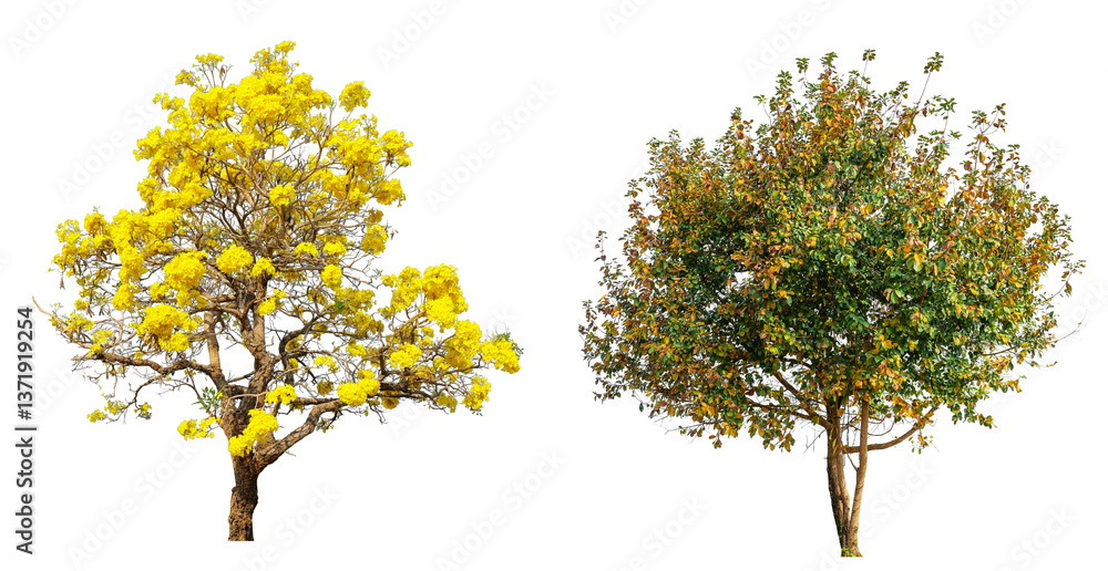 Poster tree with yellow flower bloomig and beautiful shape png transparent background