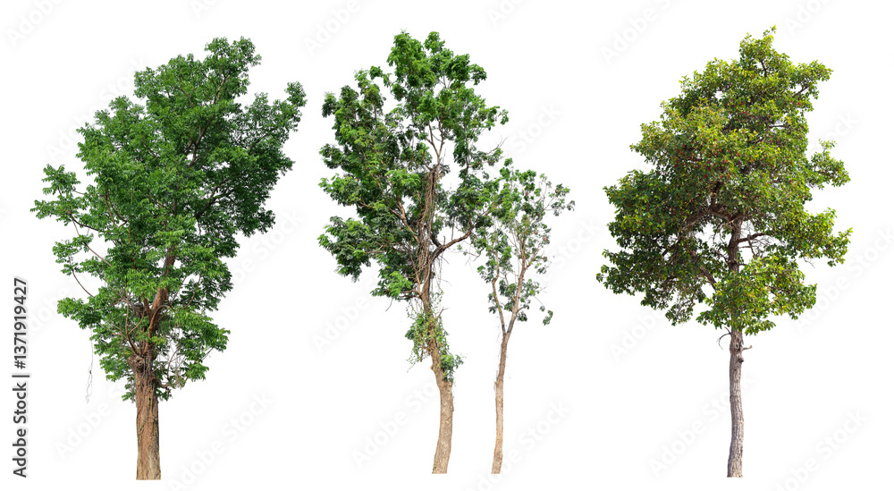 Poster Collection tree PNG transparent background easy to drag and drop to main project