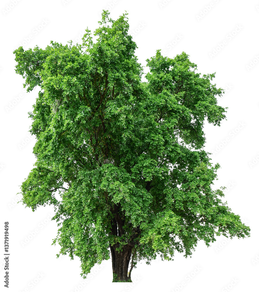 Poster high resolution single tree