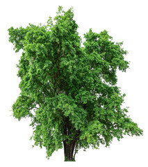 high resolution single tree 