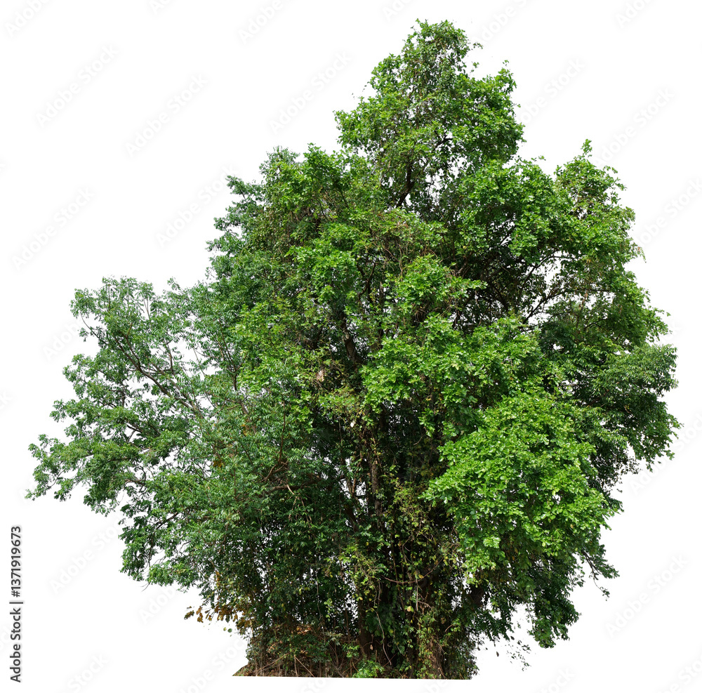 Poster tree on transparent background PNG file removed original background, easy to drag and drop file to mamin project 