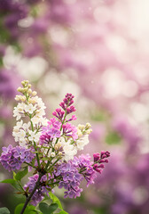 Obraz premium Delicate Lilac Blossoms in a Soft Pink and Purple Garden