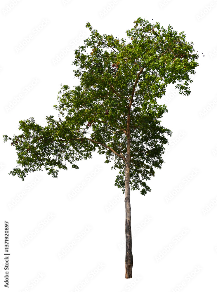 Aufkleber tree on transparent background PNG file removed original background, easy to drag and drop file to mamin project 