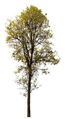 Obraz premium autumn tree PNG transparent background removed original background, Big tree in single picture for high qaulity and high resolution 