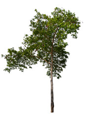tree on transparent background PNG file removed original background, easy to drag and drop file to mamin project 