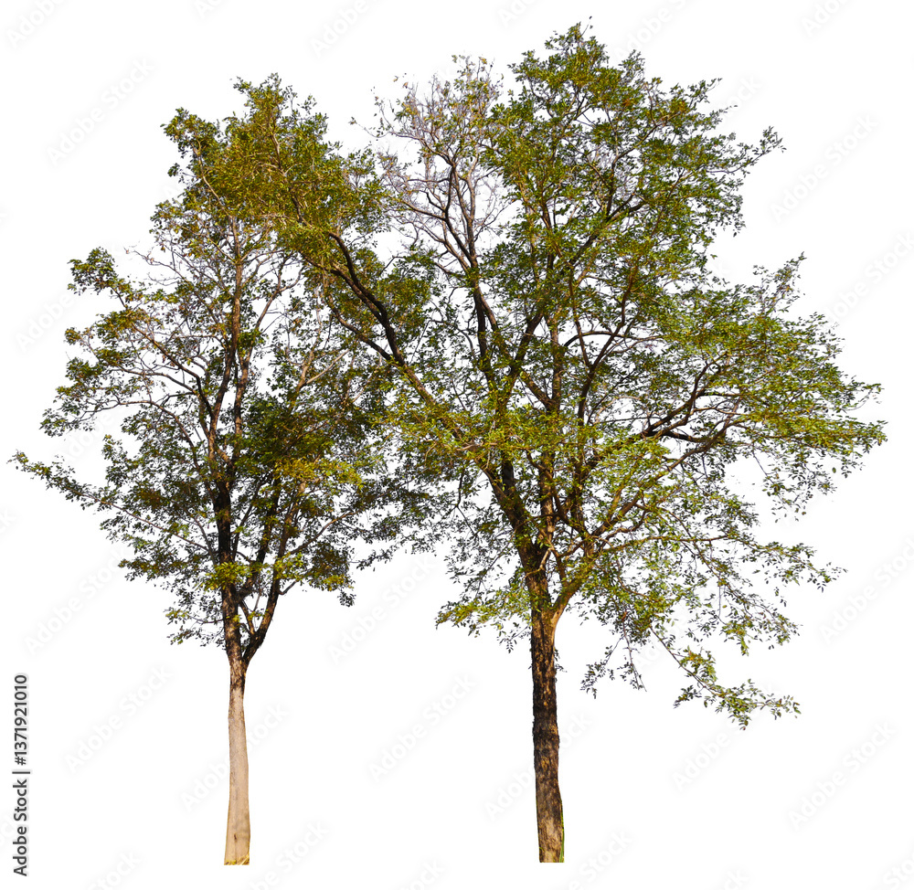 Poster collection tree png transparent background easy to drag and drop to main project