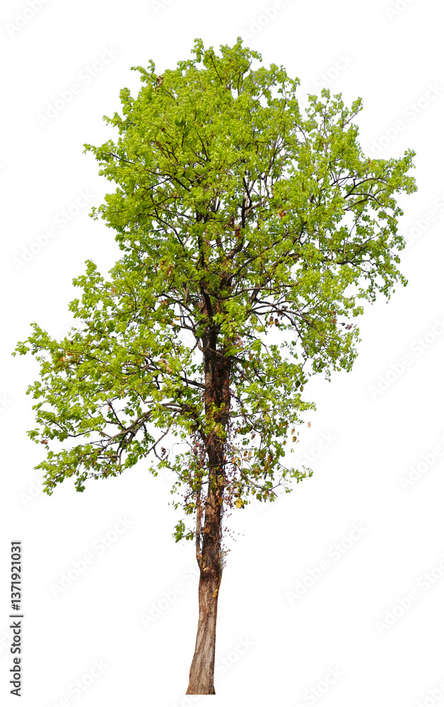 Fototapete tree on transparent background PNG file removed original background, easy to drag and drop file to mamin project 