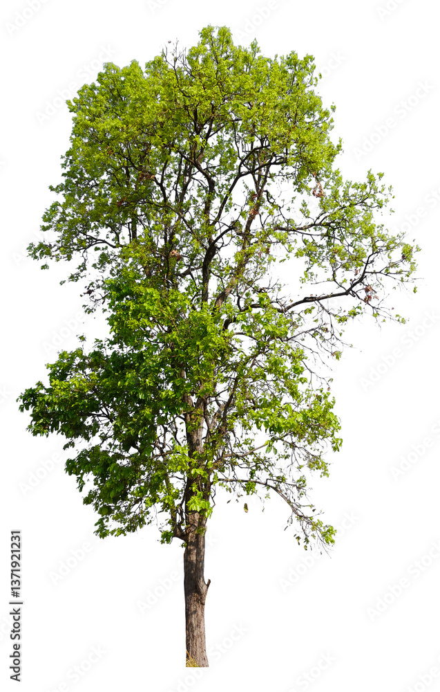 Fototapete tree on transparent background PNG file removed original background, easy to drag and drop file to mamin project 