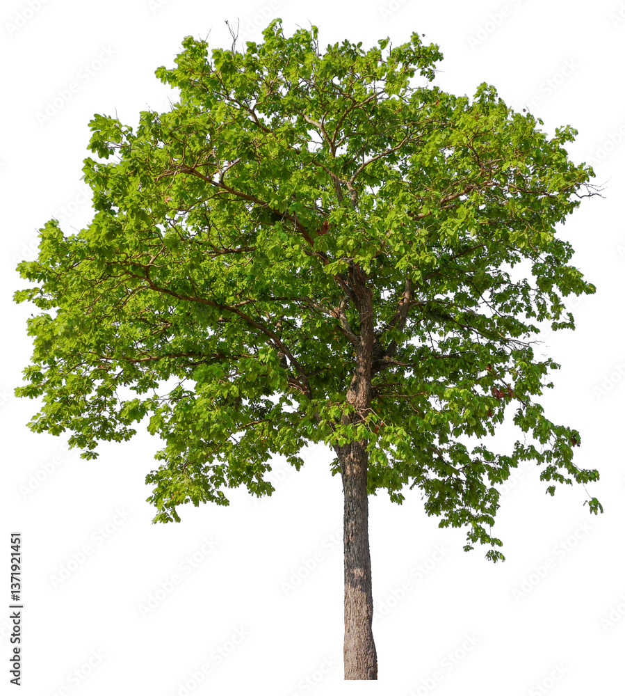 Aufkleber tree on transparent background PNG file removed original background, easy to drag and drop file to mamin project 