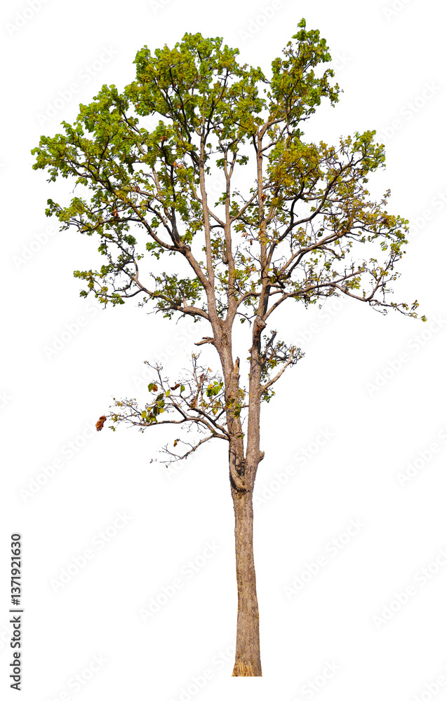Poster tree on transparent background PNG file removed original background, easy to drag and drop file to mamin project 