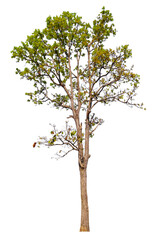 tree on transparent background PNG file removed original background, easy to drag and drop file to...