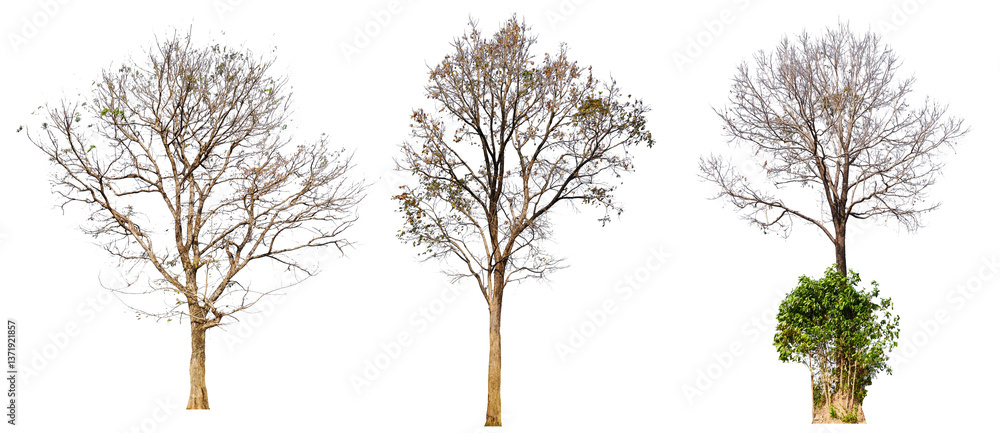 Poster leafless tree collection png transparent background