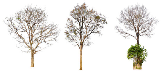 leafless tree collection PNG transparent background 