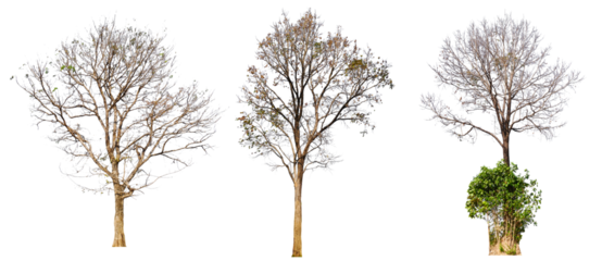 leafless tree collection PNG transparent background 