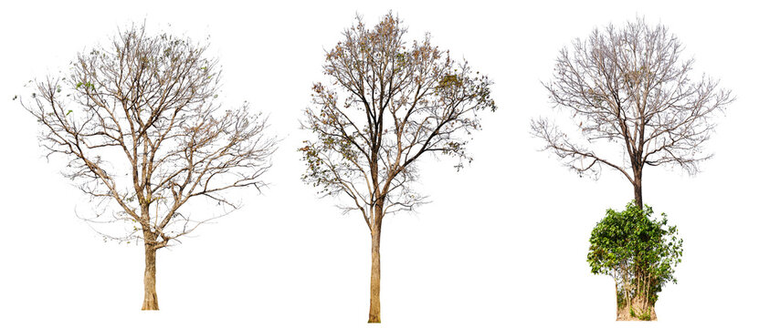 leafless tree collection PNG transparent background 