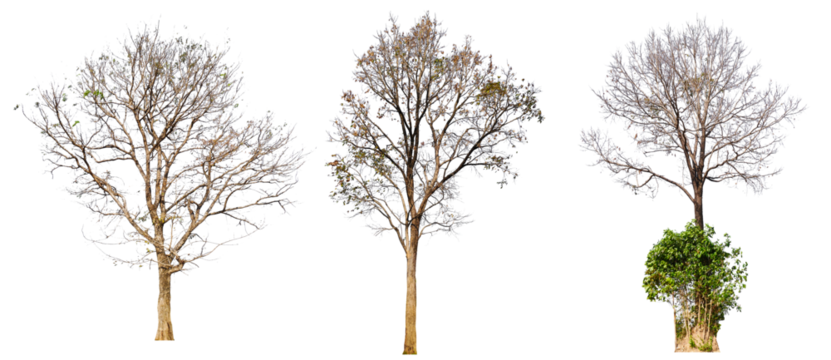leafless tree collection PNG transparent background 