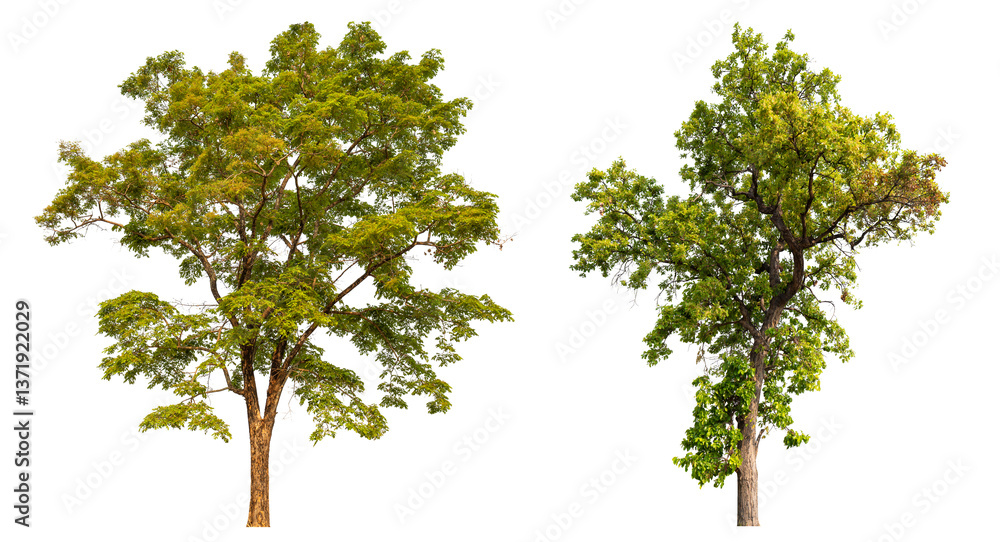 Poster Collection tree PNG transparent background easy to drag and drop to main project