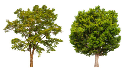 Collection tree PNG transparent background easy to drag and drop to main project