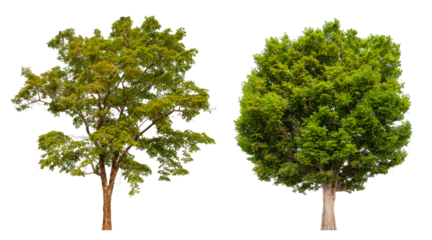 Collection tree PNG transparent background easy to drag and drop to main project