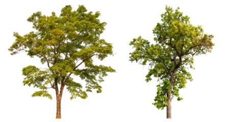 Collection tree PNG transparent background easy to drag and drop to main project