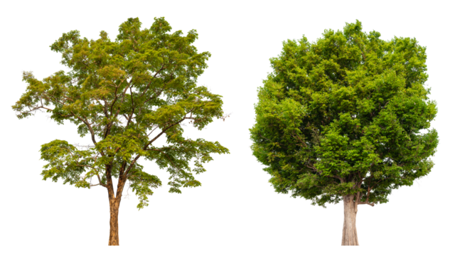 Collection tree PNG transparent background easy to drag and drop to main project