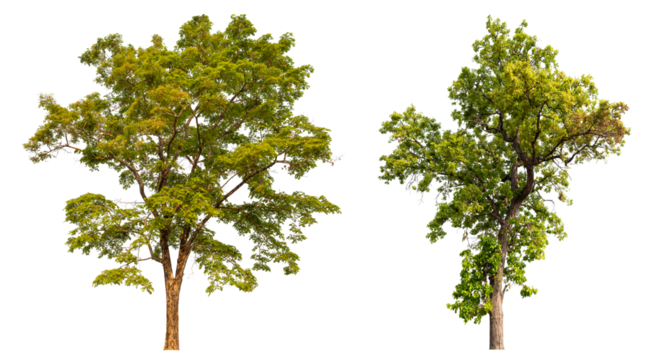 Collection tree PNG transparent background easy to drag and drop to main project