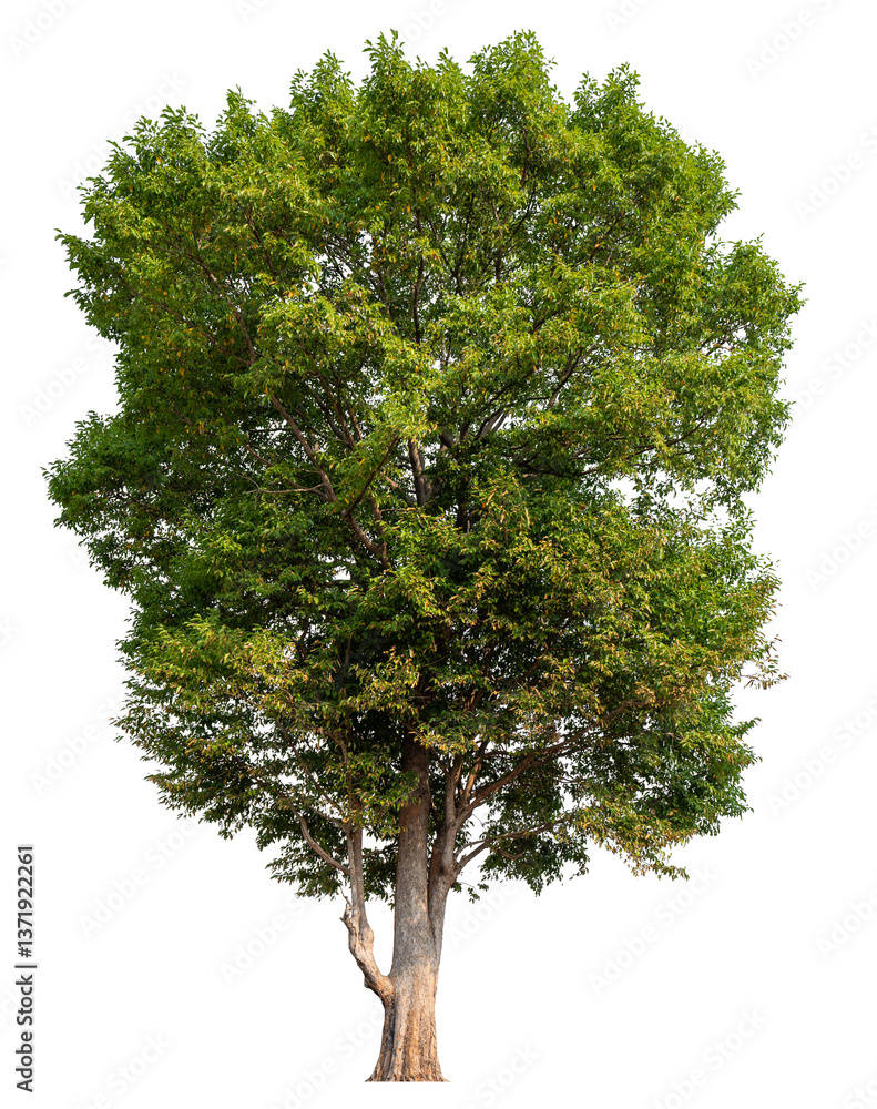 Poster PNG file high qaulity big tree transparent background, easy to drag and drop to main project